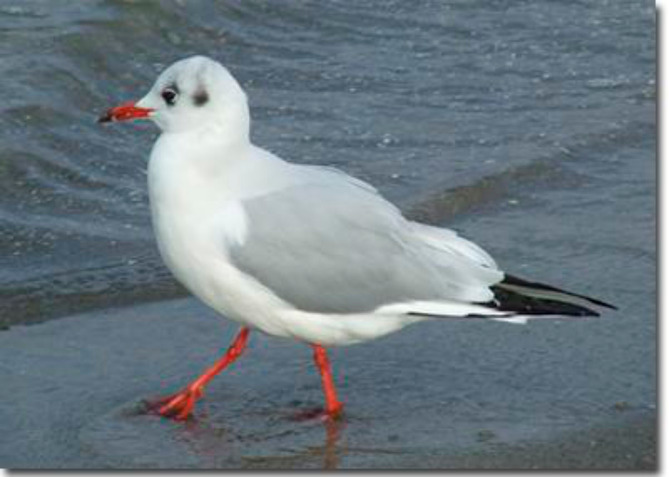 Ferienwohnung in Ostseeheilbad Zingst - Klassik - Bild 10