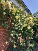 Ferienwohnung in Gro&szlig; Wittensee - Martens - Bild 8