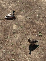 Ferienwohnung in K&uuml;hlungsborn - Achter Wiek - Bild 25