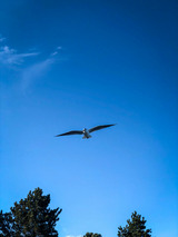 Ferienhaus in Gl&uuml;cksburg - Ferienhaus Lille Strandhus - Bild 22
